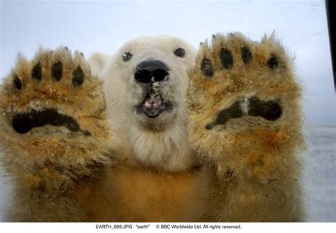 polar bear paws | Polar bear, Polar bear paw, Bear stuffed animal