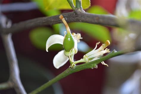 Here is a pic of the lemon flower that was hand pollinated on February 1st. It has developed ...