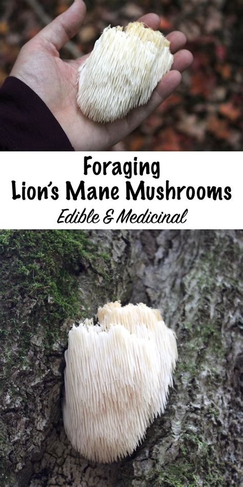 Lion’s Mane Mushroom (Hericium Erinaceus): Identification & Uses