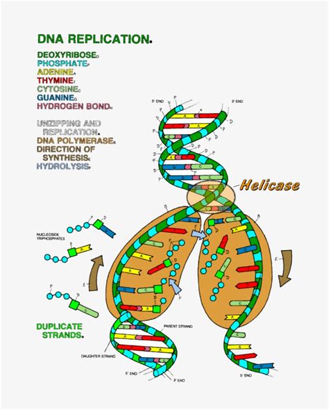 Dna Transcription Coloring Pages