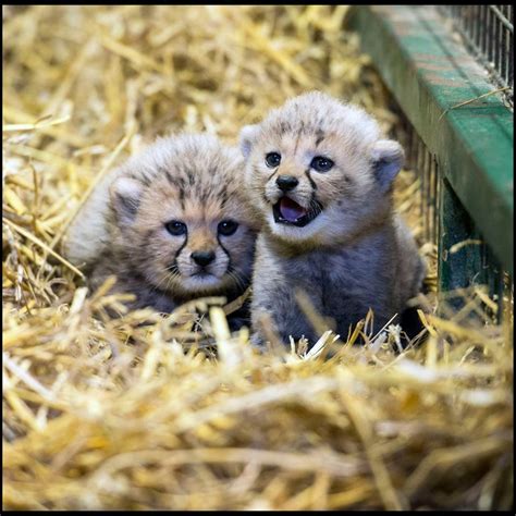 These cheetah cubs will brighten your day If you're having a bad day, just look at this pair of ...