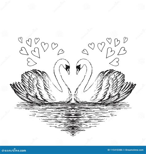 Two Swans Sketch. Hand Drawn Vector Illustration. Stock Vector ...