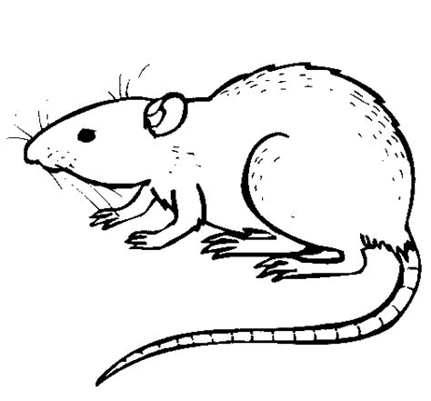 Rat (Animals) – Free Printable Coloring Pages