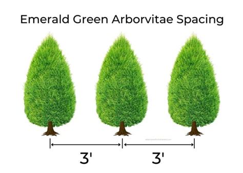 Emerald Green Arborvitae spacing for vigorous growth | Home for the Harvest