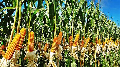 Maize cultivation getting popularity in northern region - Bangladesh Post