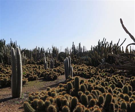 Cactus Country: The Largest Cactus Garden In Australia | Homes To Love