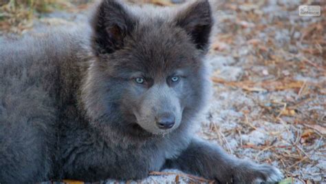 Blue Bay Shepherd: Is The Only Blue Wolfdog Right For You?