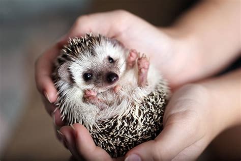 Is a hedgehog a good pet? | Davidson County Vet | Thomasville Veterinary Hospital