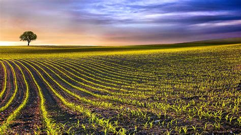 Landscape of a large corn field with a lone tree, Skanderborg, Jutland ...