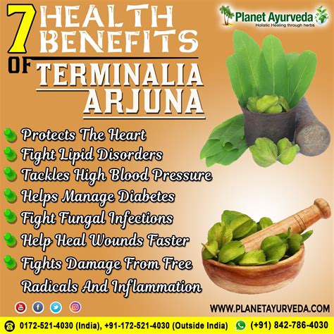 Arjuna (Terminalia Arjuna) - Properties, Benefits, Uses & Dosage | Benefit, Health, Sour foods