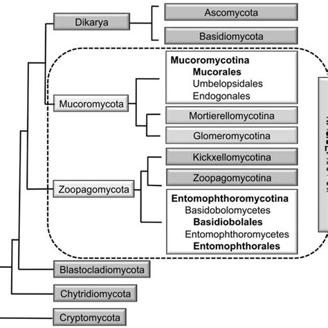 Macroscopic and Microscopic Appearance of Identified Mucorales ...