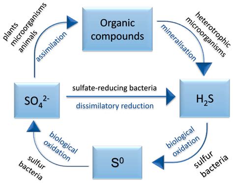 IJMS | Free Full-Text | Microscopic Methods for Identification of Sulfate-Reducing Bacteria from ...