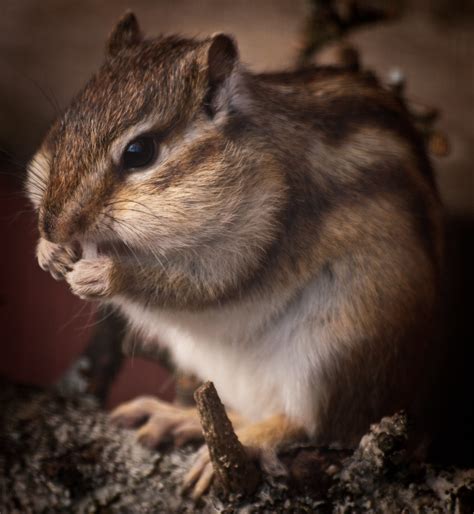 Siberian Chipmunk | Siberian chipmunk eating fruit at Marwel… | Flickr