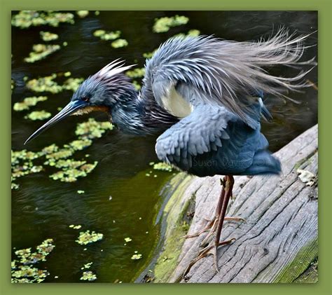 Tricolored Heron, Corkscrew Swamp Audubon Sanctuary, Florida. Breeding ...