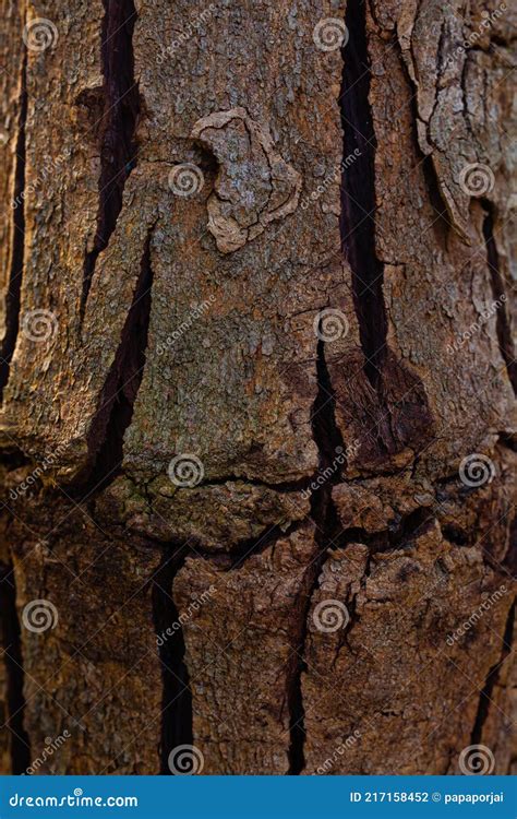 Dried bark on the tree stock photo. Image of forest - 217158452