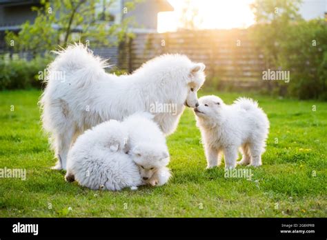 Giant Samoyed Puppies