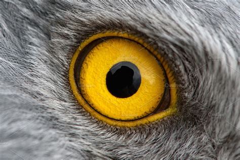 eagle eye close-up | High-Quality Animal Stock Photos ~ Creative Market