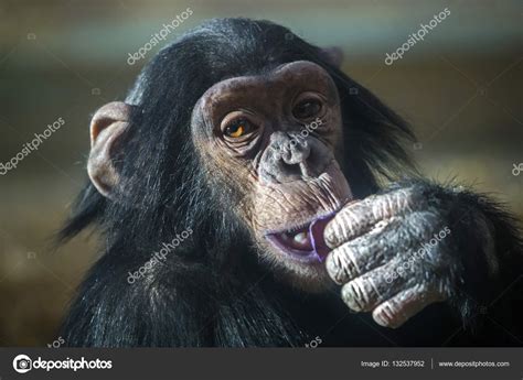 Chimpanzee in nature habitat — Stock Photo © EBFoto #132537952