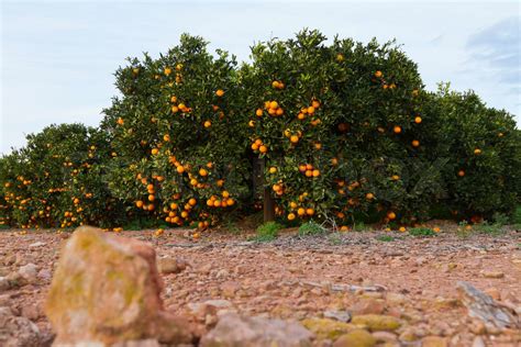 Valencia orange trees | Stock image | Colourbox