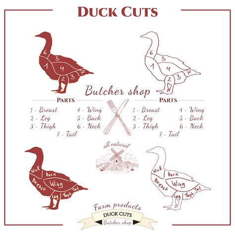 Duck cuts Vector | Premium Download