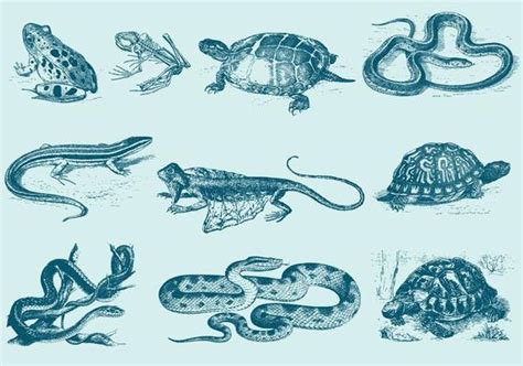 Reptile Vector Art, Icons, and Graphics for Free Download