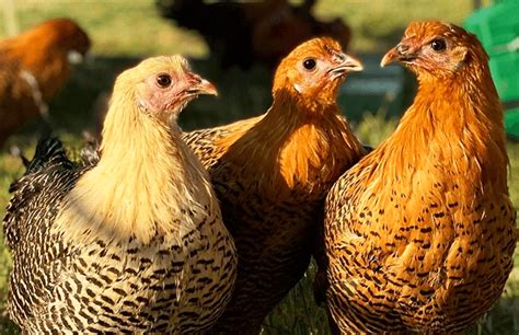 Deathlayer Chicken: Breed Profile | Chicken Fans