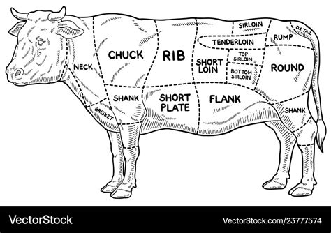 Meat From A Cow Diagram