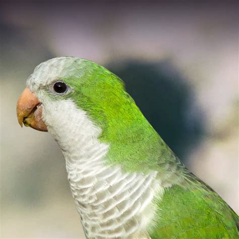 Quaker Parakeet Personality, Food & Care – Pet Birds by Lafeber Co.