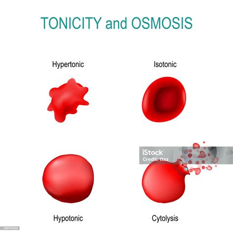 Tonicity Is A Measure Of The Osmotic Pressure In Red Blood Cells ...