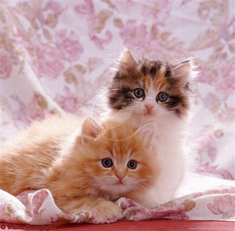 Cute Cats and Dogs Wallpapers - Top Free Cute Cats and Dogs Backgrounds - WallpaperAccess