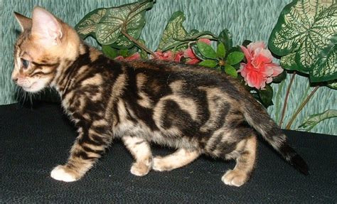 The Bengal Cat Den: new mexico bengal cats, kittens, breeders | Bengal cat, Marble bengal cat ...