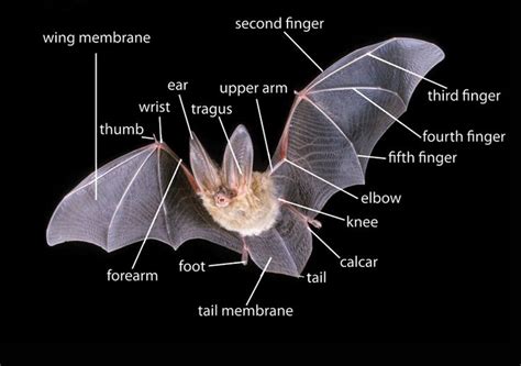 Pin by Michael Harvey on Critters | Bat anatomy, Bat facts, Bat species