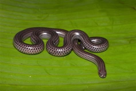 5 Fakta Barbados Threadsnake, Ular Terkecil di Dunia