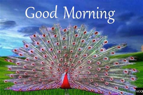 Good Morning Peacock Images and Pics