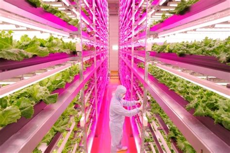 Lettuce See The Future: LED Lighting Helps Farming Go High-Tech In Japan – Urban Ag News