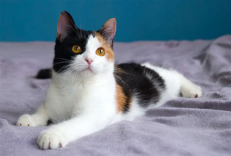 Calico Cats Guide (including A Quiz!) | TheCatSite