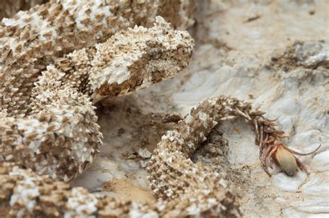 🔥 The tail of an Iranian spider-tailed horned viper 🔥 : r/NatureIsFuckingLit