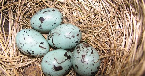 a view from my window: Common grackle eggs (nest in a pine tree)