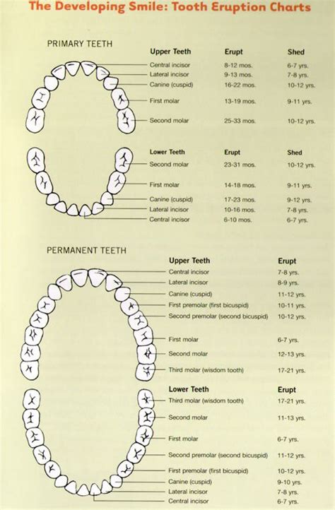 Primary Tooth Chart Printable - Printable Word Searches