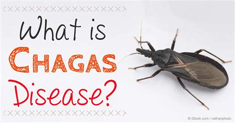 Chagas Disease Kissing Bug