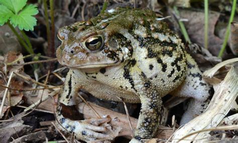 Amphibians – Our Habitat Garden