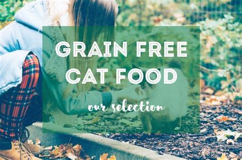 Is Vegan Cat Food an Option for Your Cat? - Fluffy Kitty