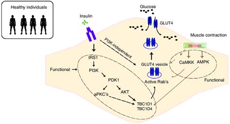 Insulin signaling cascade regulating glucose uptake in healthy skeletal... | Download Scientific ...