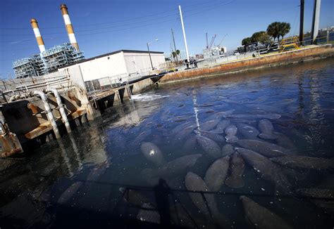 U.S. wildlife officials propose reclassifying manatees’ endangered ...