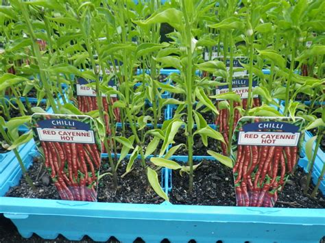 Chilli seedlings - Landsdale Plants