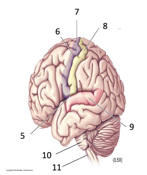 Neurology slide test 1- gyri and sulci Diagram | Quizlet