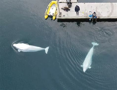 Beluga whale sanctuary | Official SEA LIFE Website