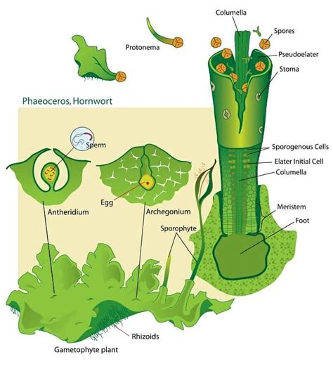 Bryophyta: Characteristics, Classification, Life Cycle & Reproduction