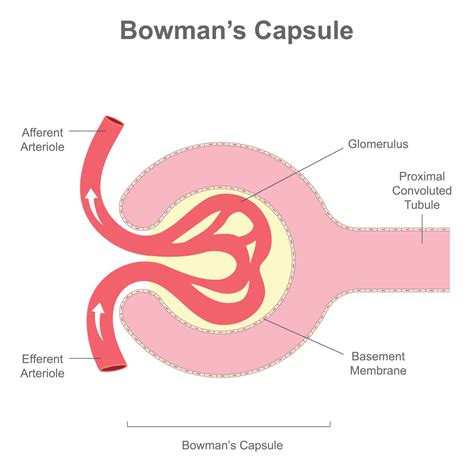 The renal corpuscle or Bowman's Capsule structure 18891998 Vector Art ...