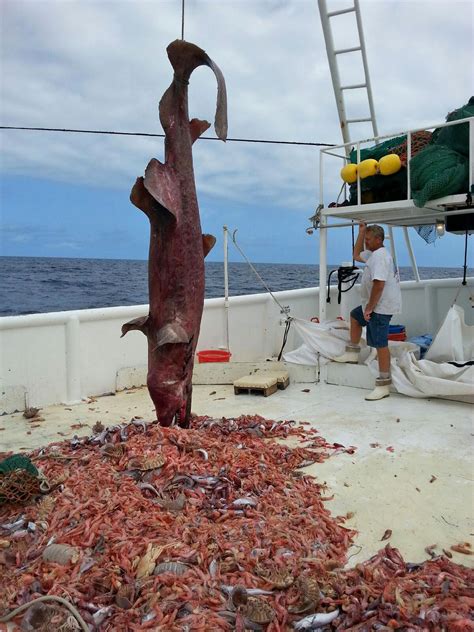 Rare Goblin Shark Snagged By Fisherman Off Florida Waters - NBC News